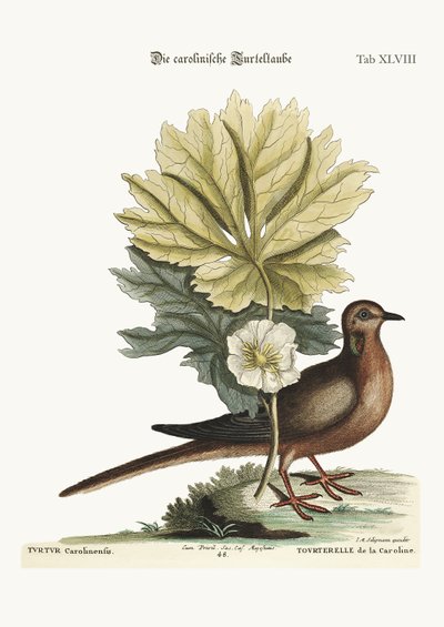The Turtle of Carolina, 1749-73 by Mark Catesby